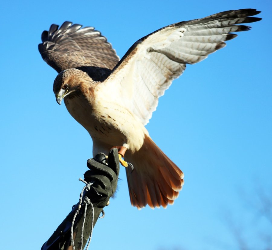 Winged Wonders of the Night; FPNL; July 22, 2025 Winged Wonders of the Night; FPNL; July 22, 2025