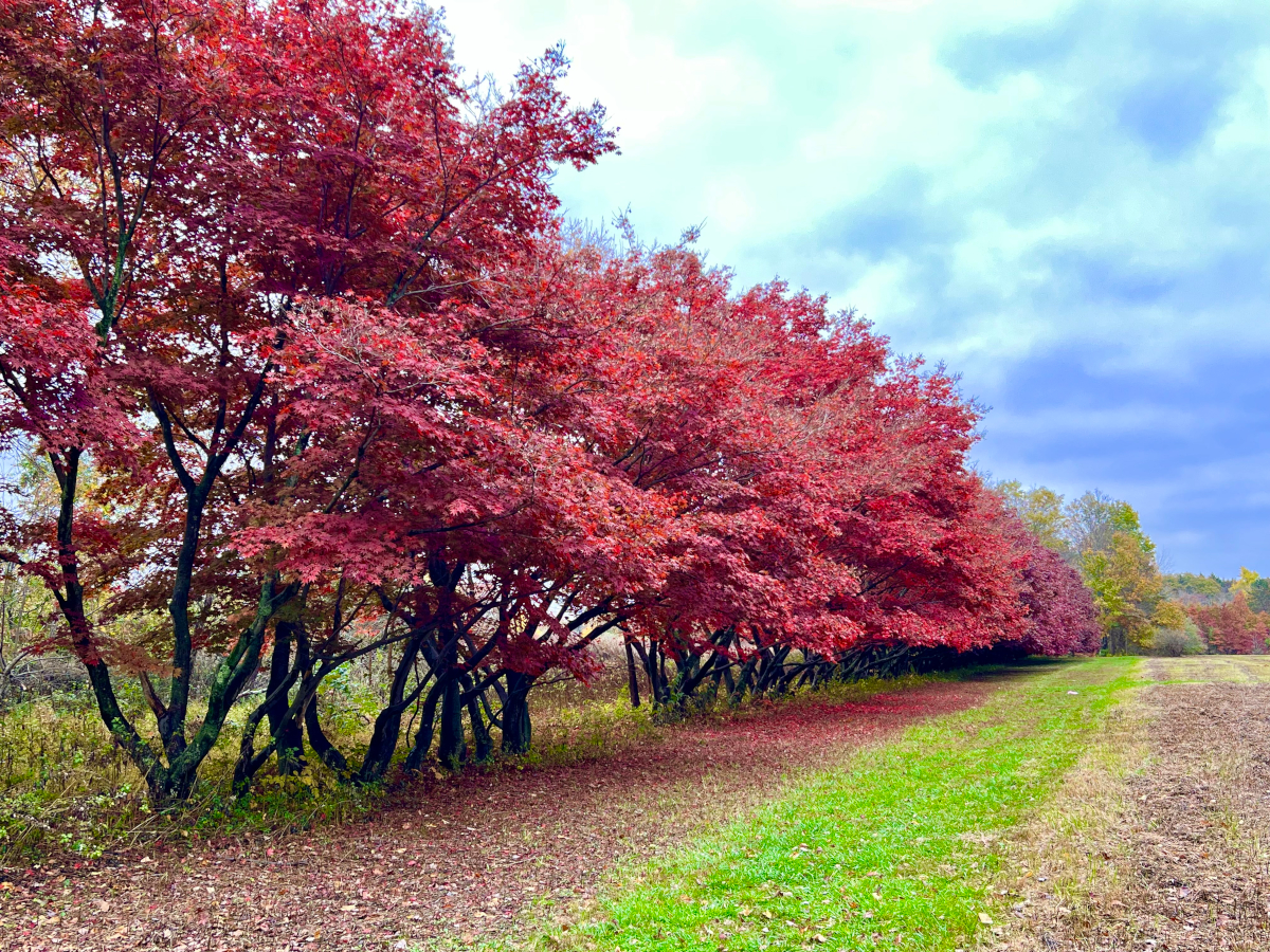 Mapleton Pres-Carnegie Lake Walk