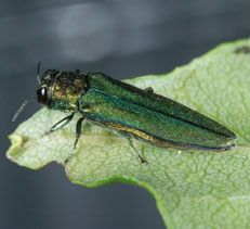 Emerald Ash Borer