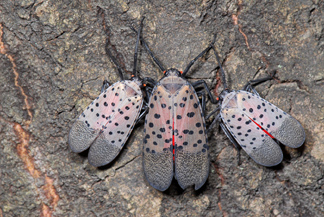 Spotted Lantern Fly