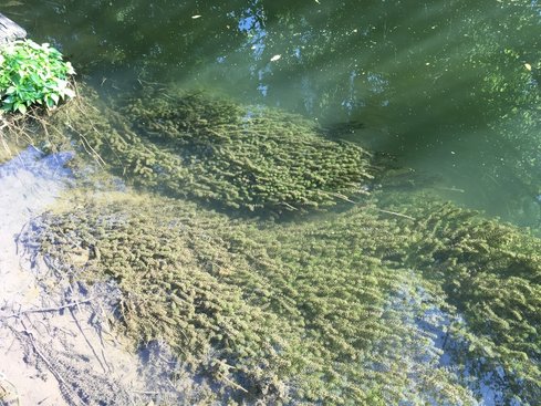 Hydrilla